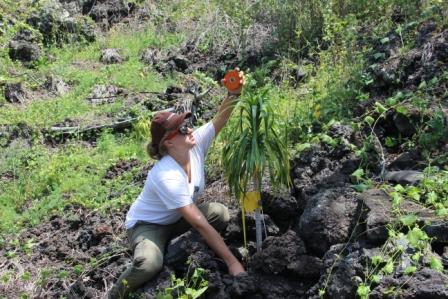 Linda measuring a halapepe planted in 2010
