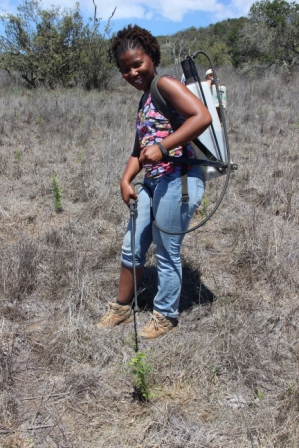 Melissa watering mamane outplants