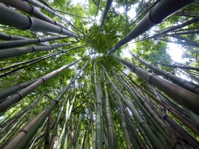 Non-native bamboo
