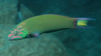 ←This rainbow fish! (http://upload.wikimedia.org/wikipedia/commons/c/cd/Thalassoma_lunare_1.jpg)
