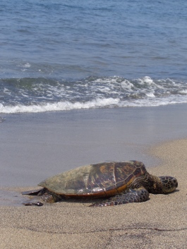 A honu soaking in the rays at the beach